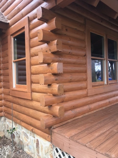 Corner log ends on a finished log home wall after staining