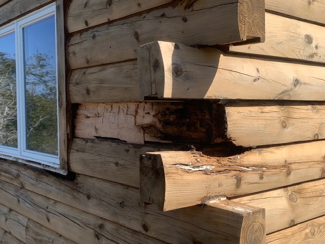 Rot and wood-boring insect damage exposed at a log home corner