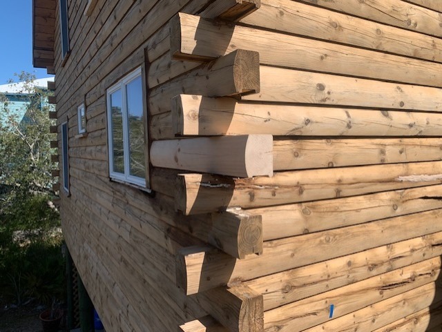 Freshly milled replacement log ends set into an existing log wall