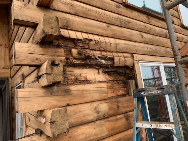 Severely rotted log course on a log home wall before replacement